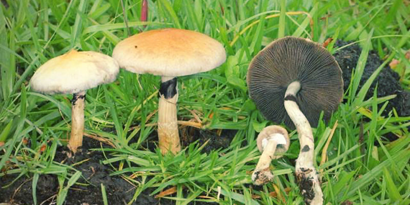 Comment Le Psilocybe Cubensis A-T-Il Gagné En Popularité ?