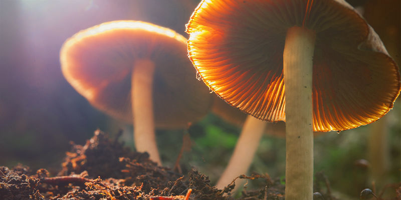 Psilocybe Cubensis : Un Cadeau De La Nature