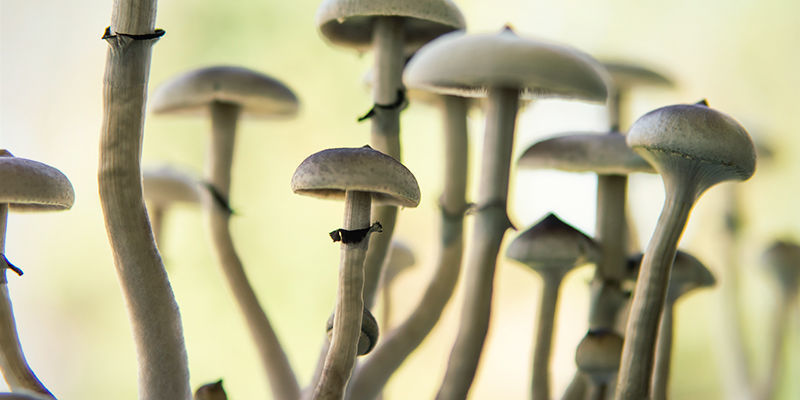 Psilocybe cubensis: Pied