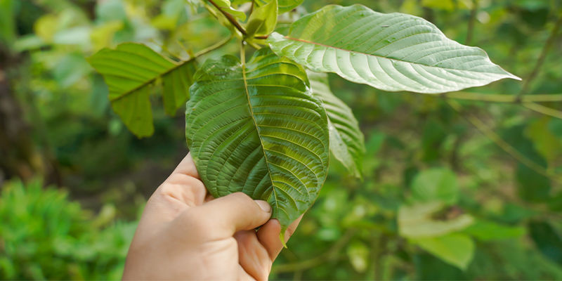 Qu’est-ce que le kratom ?