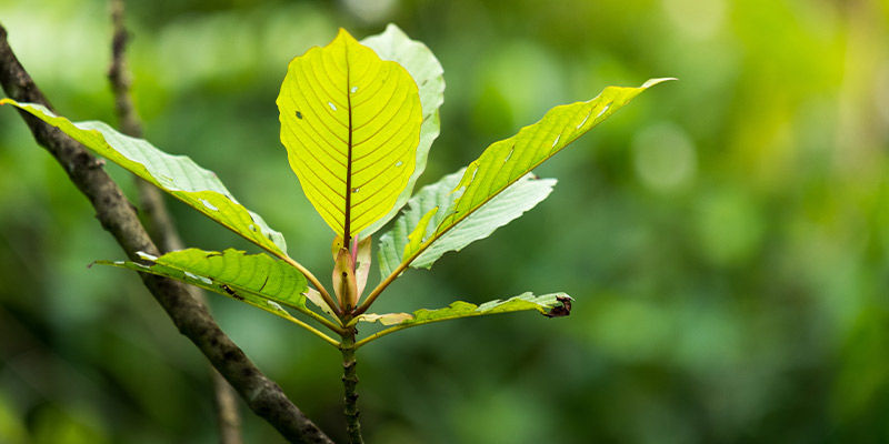 Qu’est-ce que le kratom ?