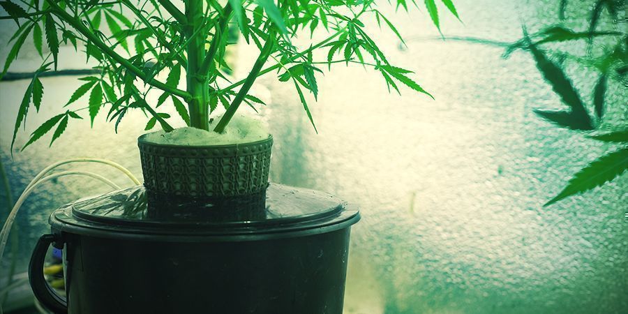 Cannabis hydroponique : intérieur vs extérieur - RQS Blog