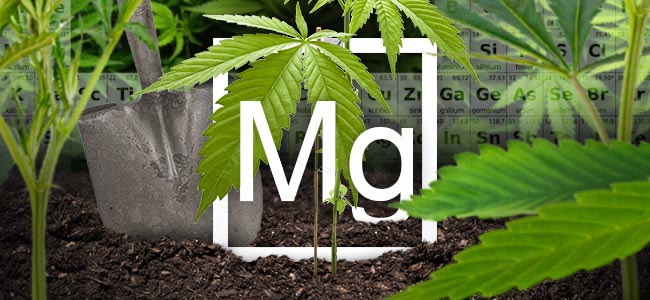 Le Magnésium Et Les Plants De Cannabis Le Magnésium Et Les Plants De Cannabis