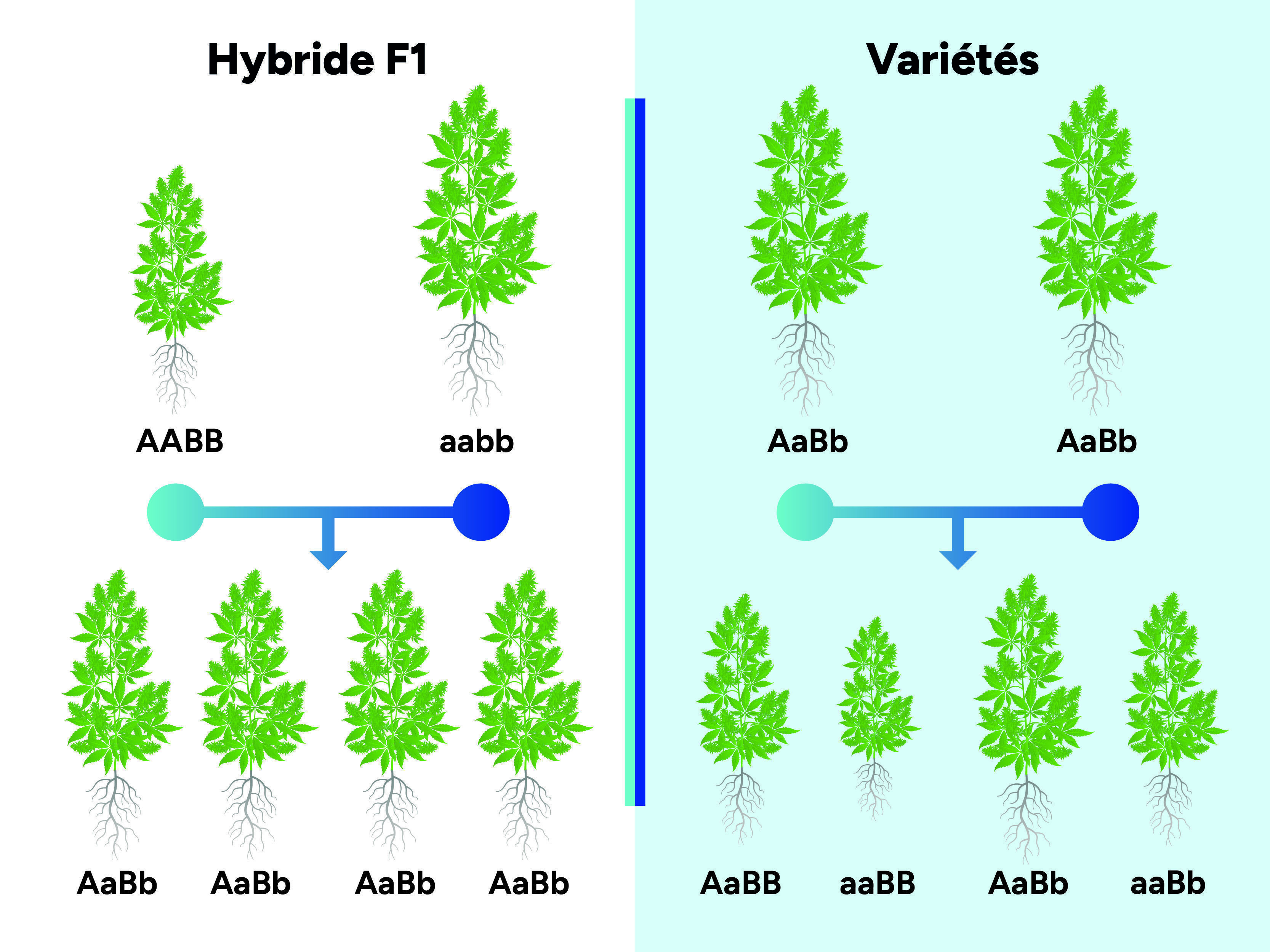 Que Sont Les Hybrides F1 De Cannabis ?