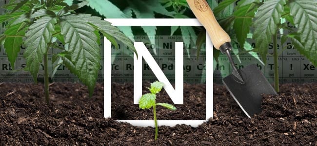 Azote Et Plantes De Cannabis Azote Et Plantes De Cannabis
