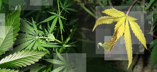 Déficience En Azote Déficience En Azote