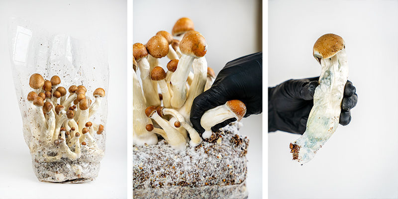 Comment préparer le Ready-2-Grow Bag de Zamnesia