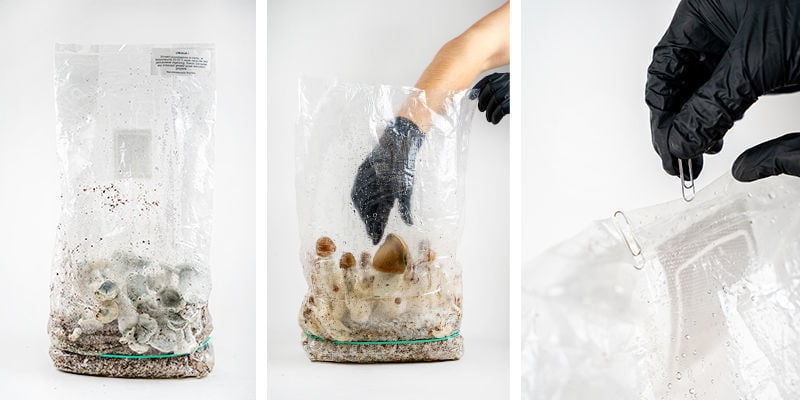 Récolter votre Zamnesia Ready-2-Grow Bag
