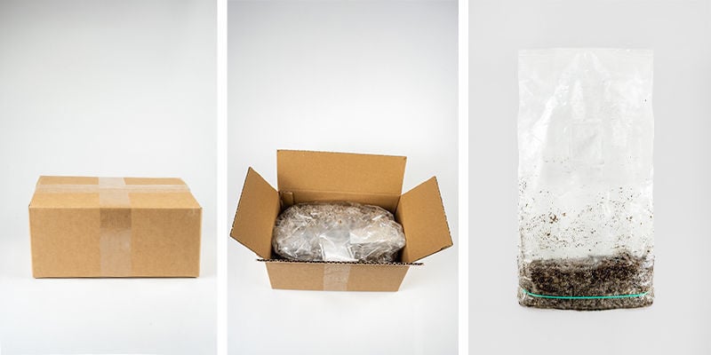Contenu du Ready-2-Grow Bag de Zamnesia