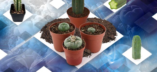 Cultiver Les Boutures D'un Cactus Mescaline Cultiver Les Boutures D'un Cactus Mescaline