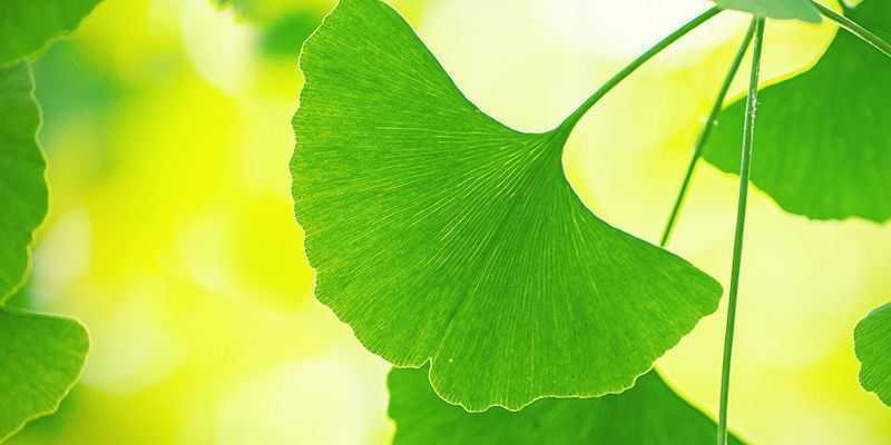 Tirer Le Maximum Du Ginkgo Biloba