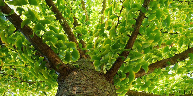 Pourquoi le Ginkgo biloba est appelé un « fossile vivant »