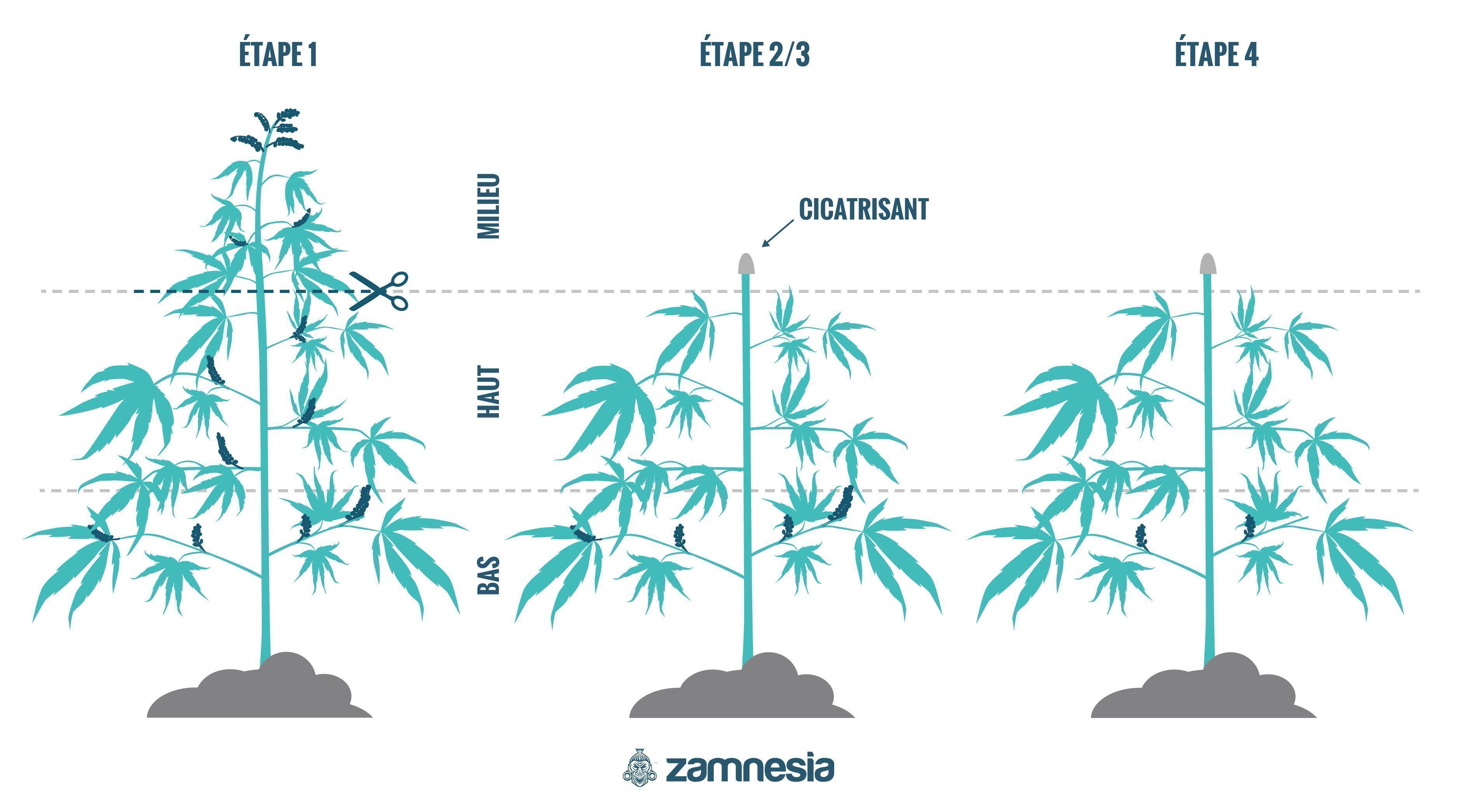 Comment Régénérer Les Plants De Cannabis