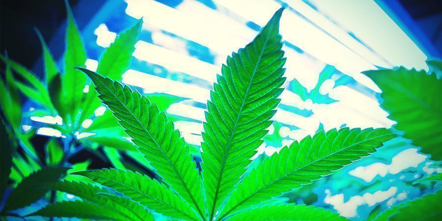 Comment Fonctionne La Régénération Du Cannabis ?