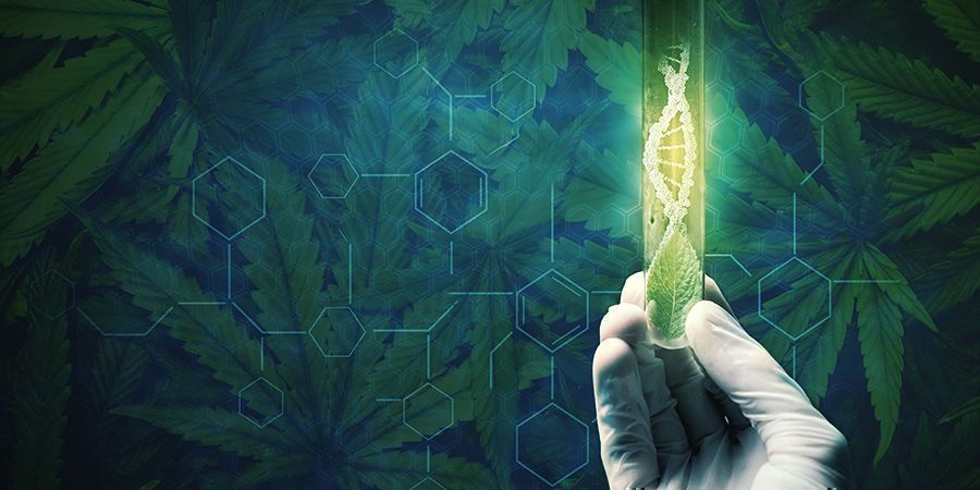 Raisons De Régénérer Vos Plants De Cannabis