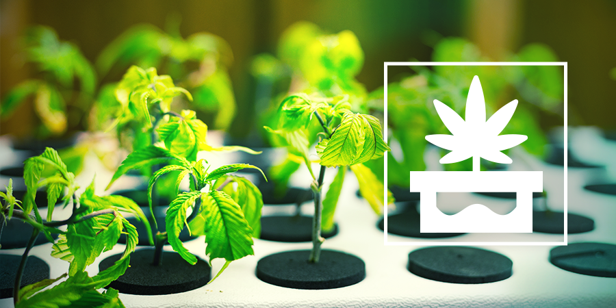 Culture Du Cannabis En Hydroponie Avancée Culture Du Cannabis En Hydroponie Avancée