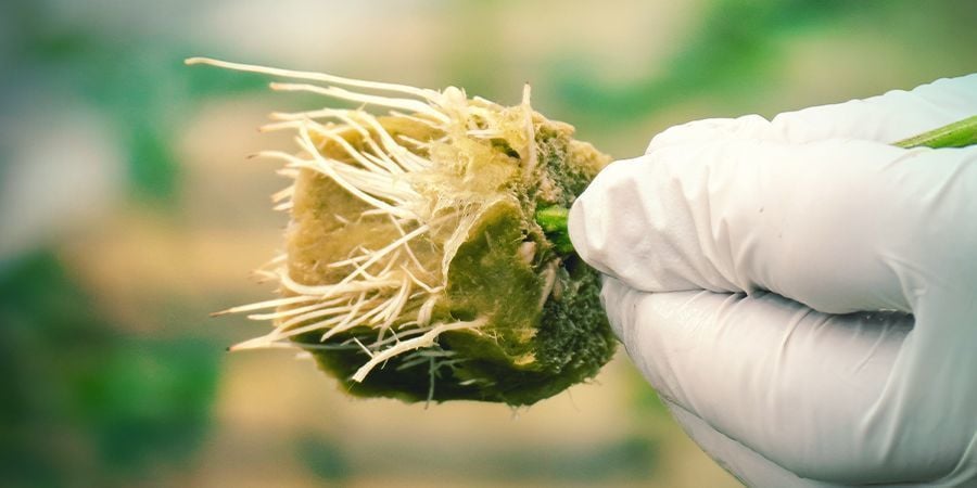 POURQUOI CLONER UN PLANT DE CANNABIS ?