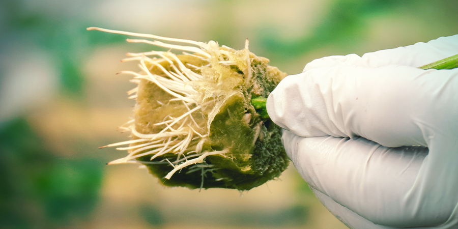 Pourquoi Cloner Un Plant De Cannabis ? POURQUOI CLONER UN PLANT DE CANNABIS ?