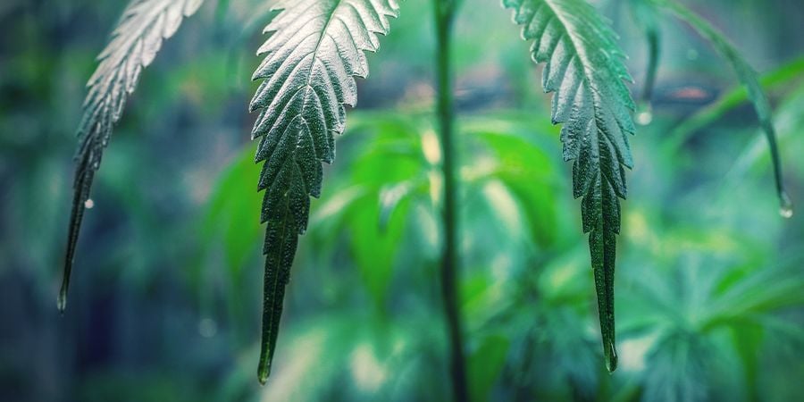 COMMENT PRENDRE SOIN DES CLONES DE CANNABIS