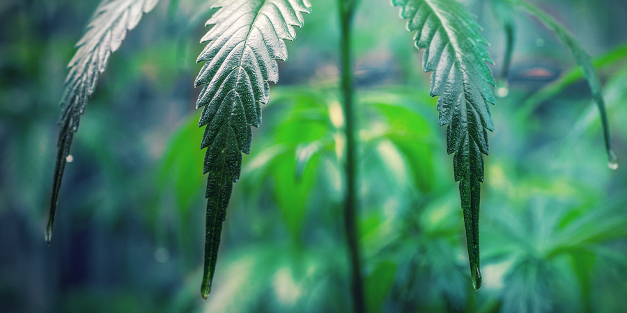 Comment Prendre Soin Des Clones De Cannabis COMMENT PRENDRE SOIN DES CLONES DE CANNABIS