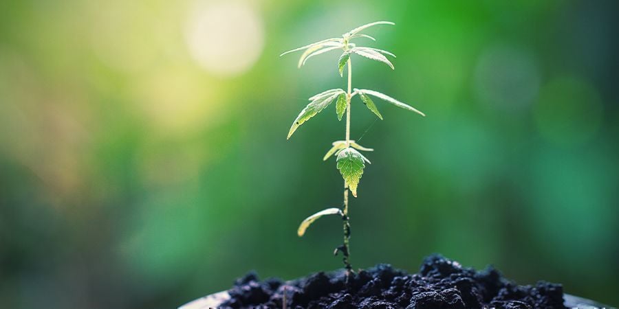 L’ENTRETIEN DES PLANTES MÈRES