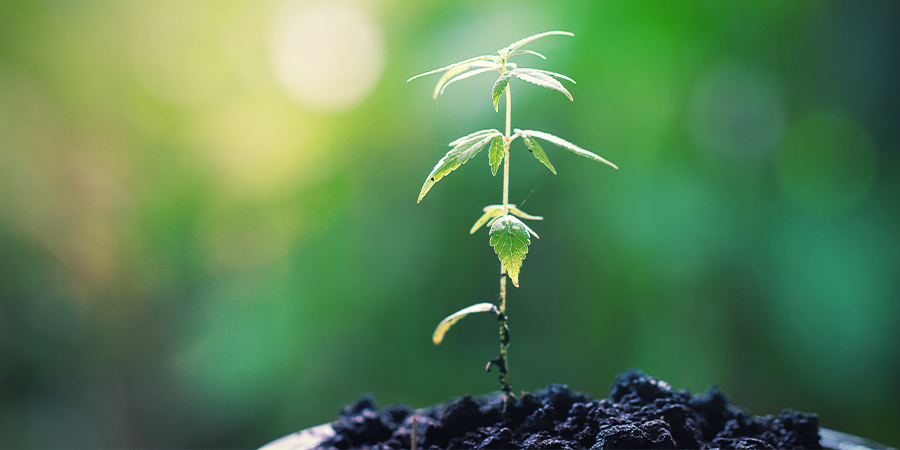 L’entretien Des Plantes Mères L’ENTRETIEN DES PLANTES MÈRES