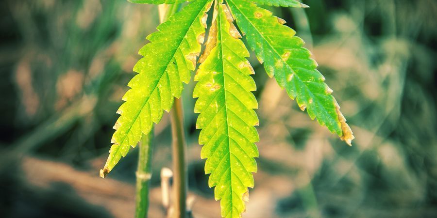 QUAND LA PLANTE MÈRE VIEILLIT