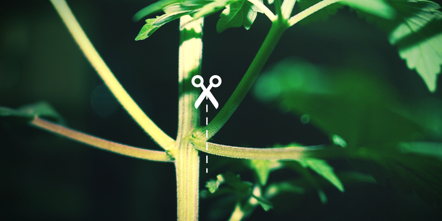 Comment Défolier Le Cannabis COMMENT DÉFOLIER LE CANNABIS