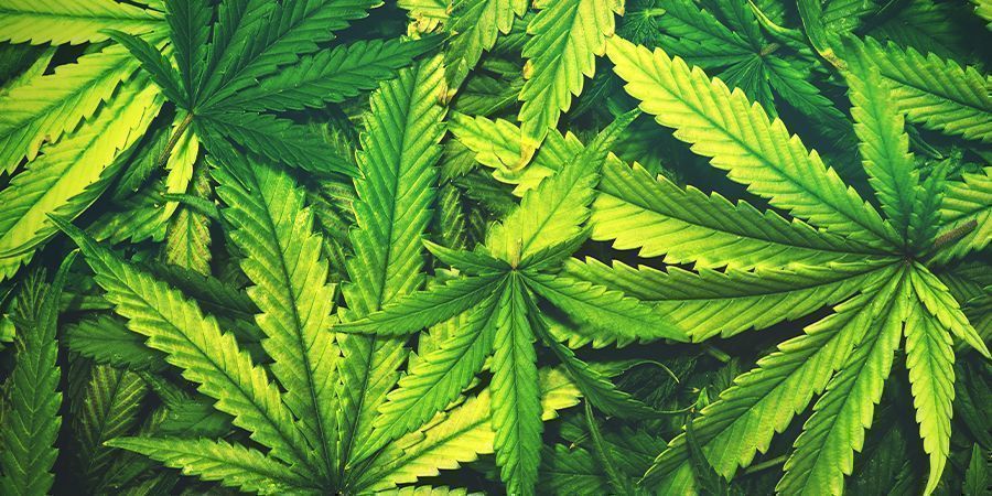 Défoliation Du Cannabis : TROP, C’EST COMBIEN ?