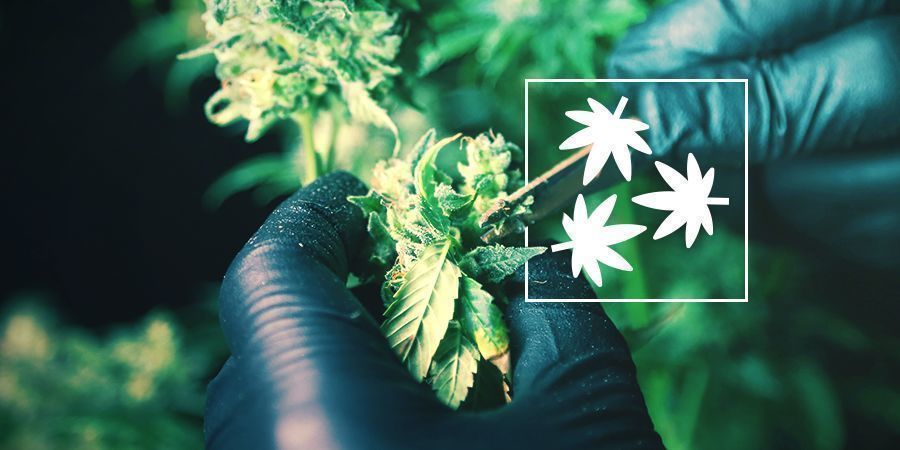 Défoliation Du Cannabis : Tout Ce Que Vous Devez Savoir