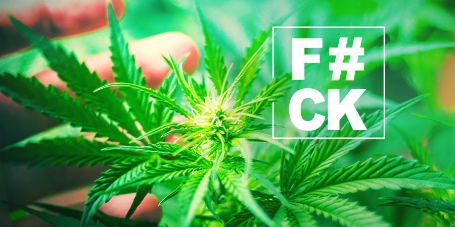 FIM du Cannabis : Tout Ce Que Vous Devez Savoir