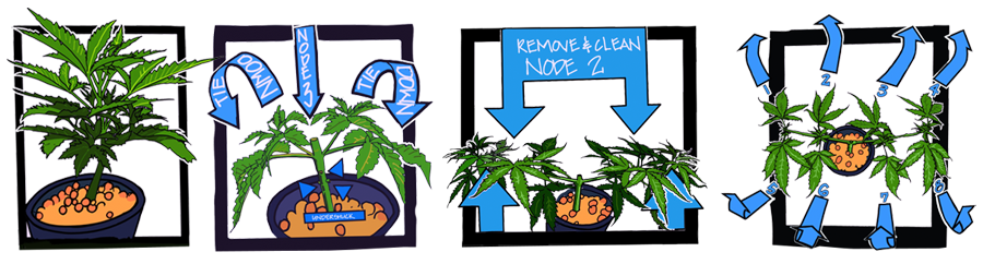 Main-lining Du Cannabis MAIN-LINING DU CANNABIS
