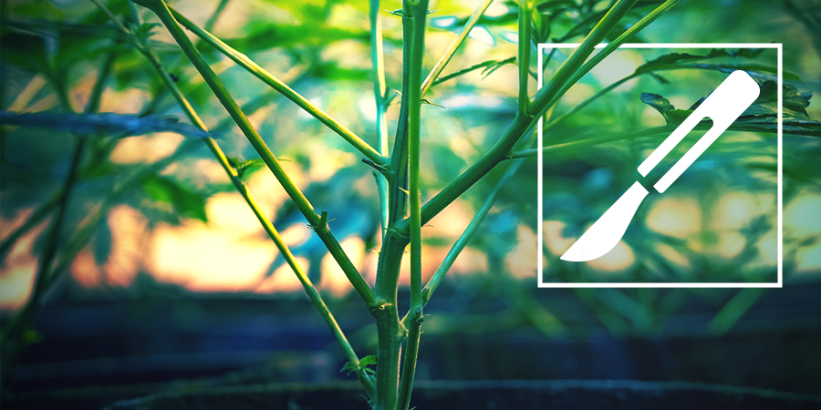 Guilde De Culture Pour Le Fendage Des Tiges De Cannabis (Splitting) Guilde de Culture Pour Le Fendage Des Tiges De Cannabis (Splitting)