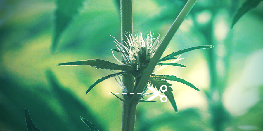 Comment Étêter Les Plants De Cannabis COMMENT ÉTÊTER LES PLANTS DE CANNABIS