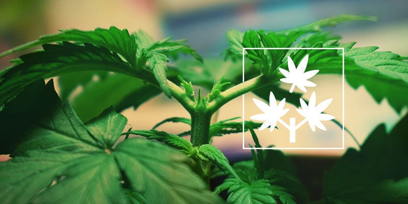 Topping Cannabis : Tout Ce Que Vous Devez Savoir