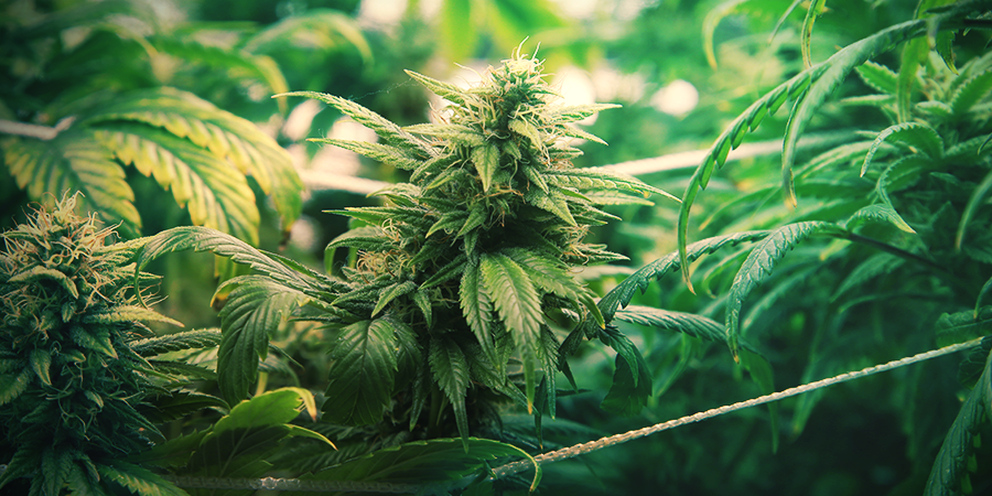 Technique ScrOG Pour Une Production Maximale TECHNIQUE SCROG POUR UNE PRODUCTION MAXIMALE
