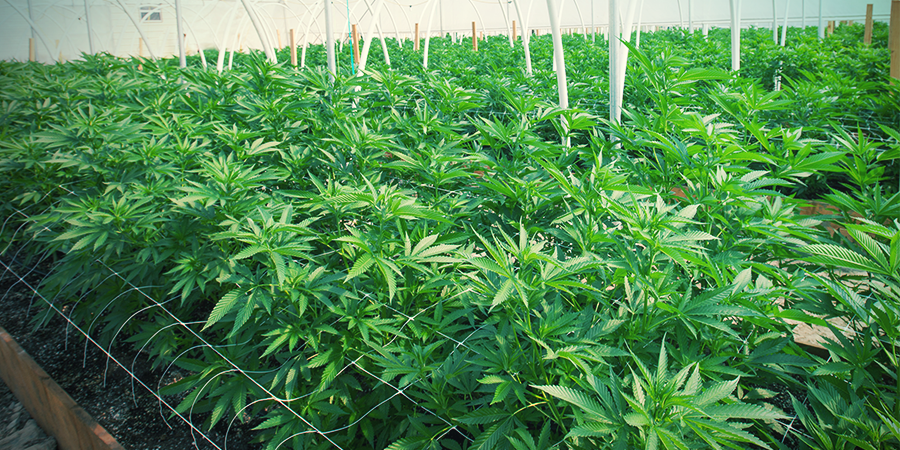 Les Avantages Et Les Difficultés De La Culture Du Cannabis En Treillis LES AVANTAGES ET LES DIFFICULTÉS DE LA CULTURE DU CANNABIS EN TREILLIS