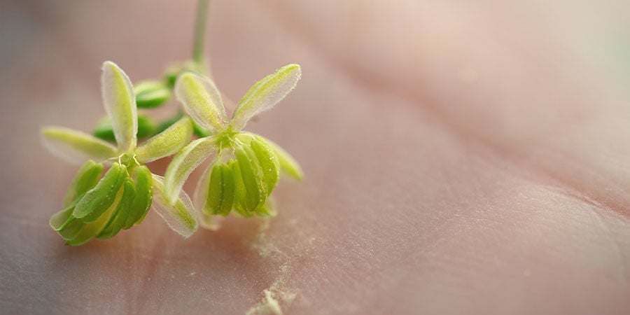 Comment collecter le pollen pour une utilisation ultérieure