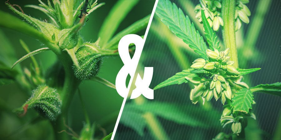 Le lien entre le pollen et la sélection du cannabis
