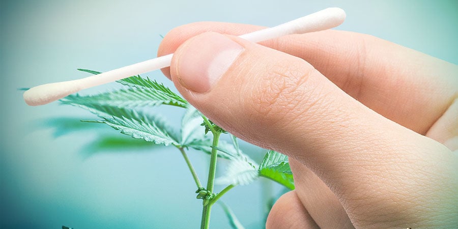 Les types de sélection du cannabis