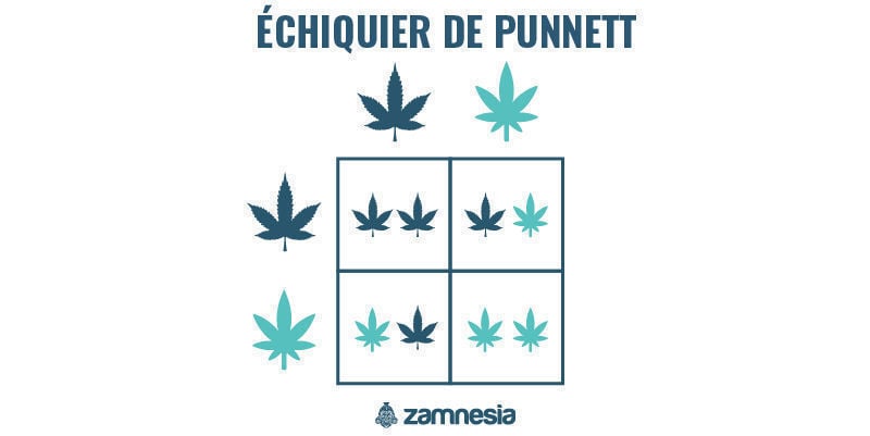 échiquier de Punnett