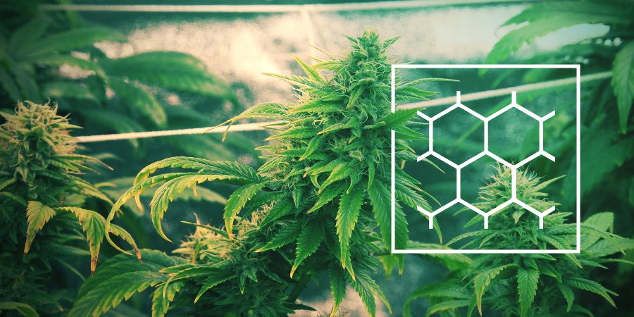 Récolter Le Cannabis Avec La Technique ScrOG Récolter Le Cannabis Avec La Technique ScrOG
