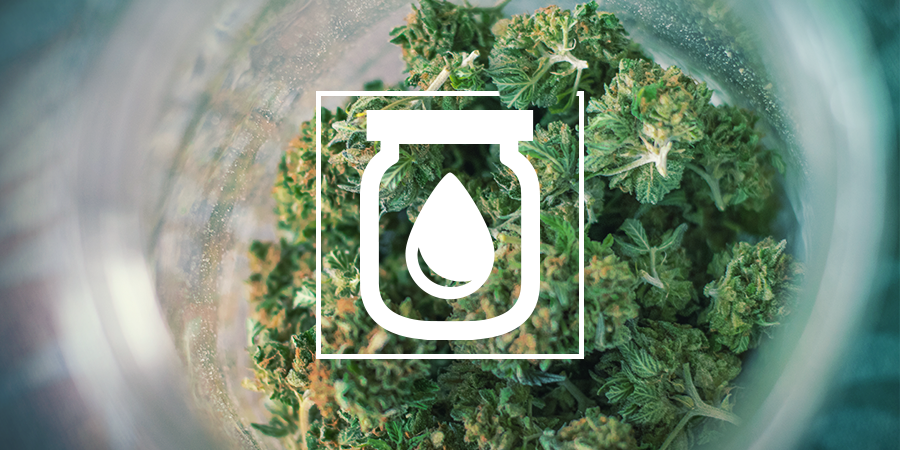 Water Curing Du Cannabis : C'Est Quoi Et Comment Le Faire Water Curing Du Cannabis : C'est Quoi et Comment le Faire