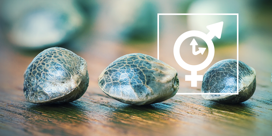 Les Graines Féminisées, Régulières Et À Autofloraison Les Graines Féminisées, Régulières Et À Autofloraison