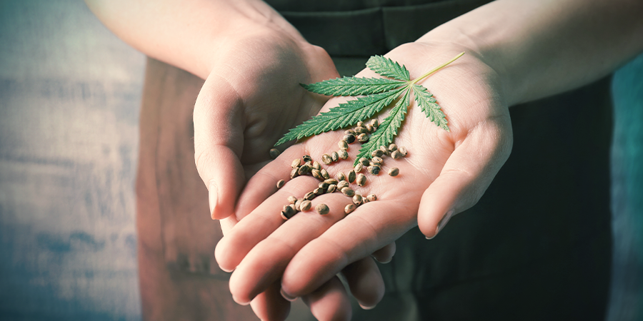Graines De Cannabis Féminisées Graines De Cannabis Féminisées