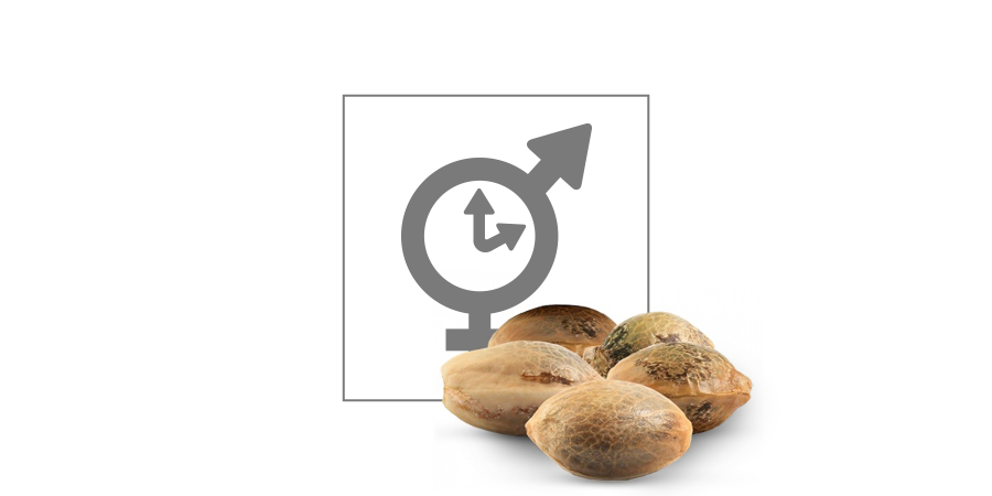 Top 10 Graines Cannabis Féminisées
