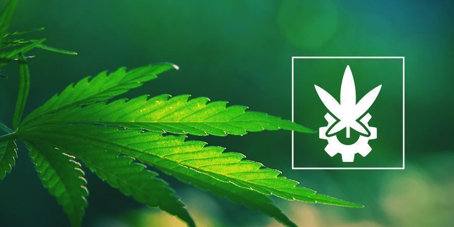 Examen De Cannabis Ruderalis Et Des Autofloraisons