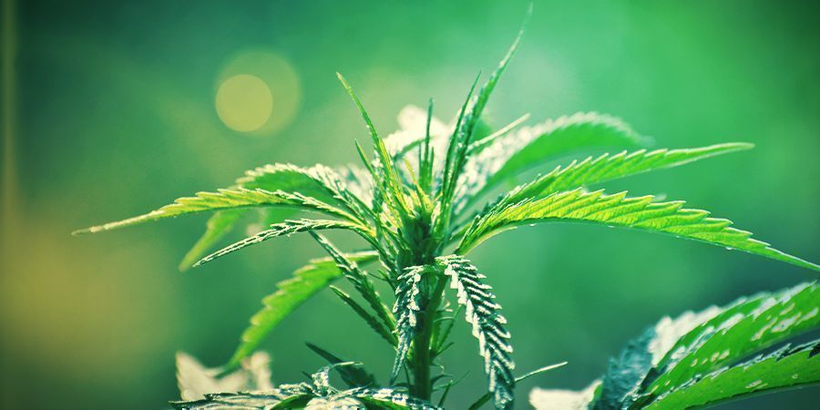 Cannabis Ruderalis, C’est Quoi ?