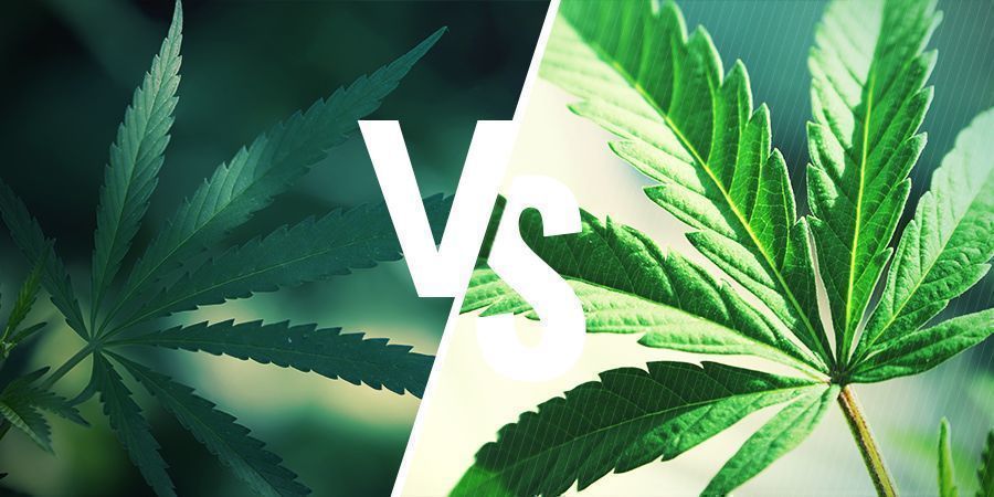 Quelle Est La Différence Entre Ruderalis Et Indica/sativa ?