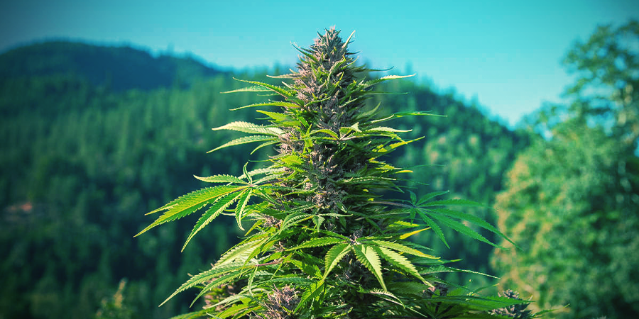 Comment Reconnaître Un Plant De Cannabis Indica? Comment Reconnaître Un Plant De Cannabis Indica?